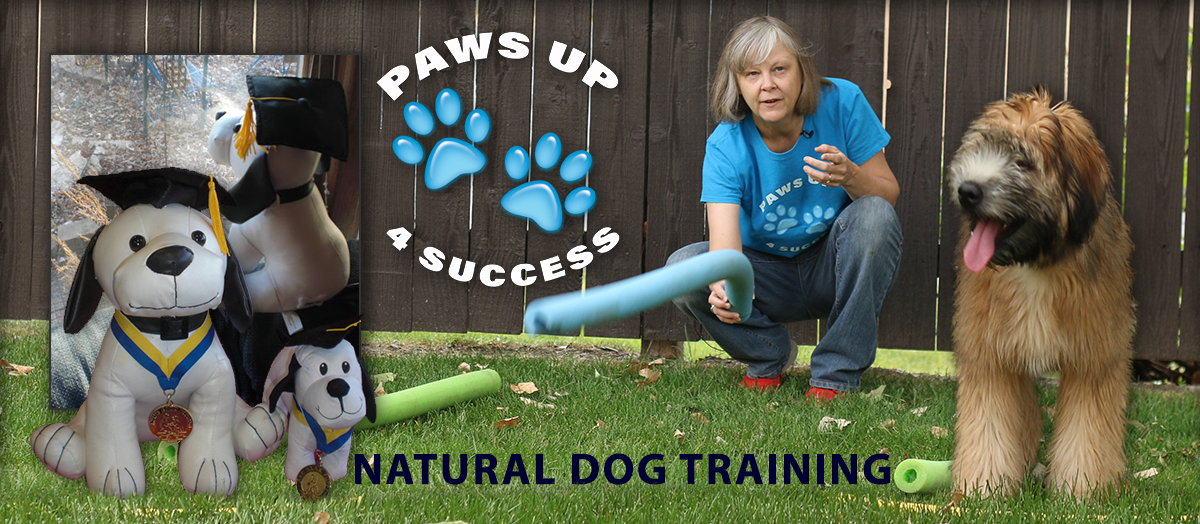 does positive dog training work